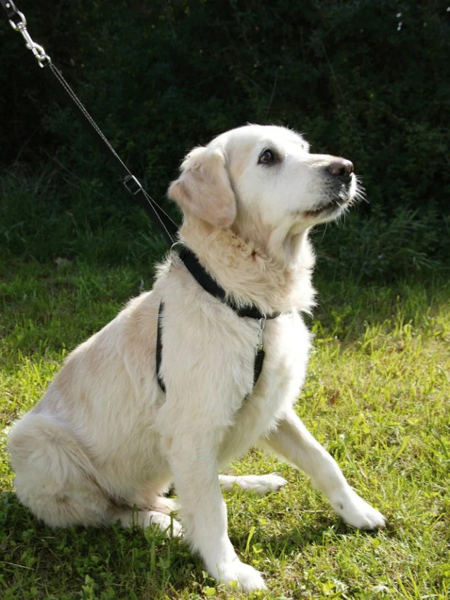 Hundsele Maxi Leader - Hals 25-30 cm – Kerbl - Image 2
