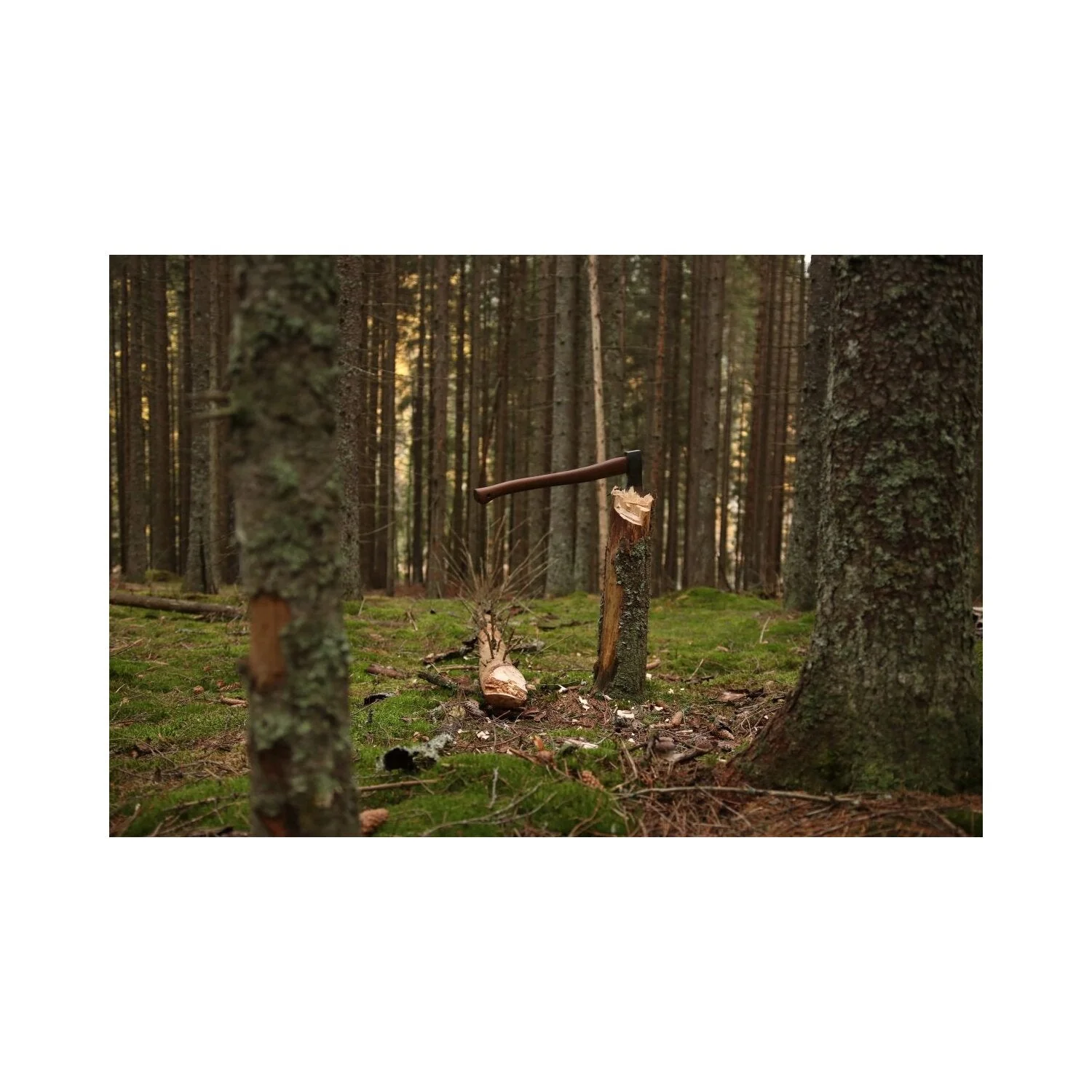 Skogsyxa - Øyo - Image 3
